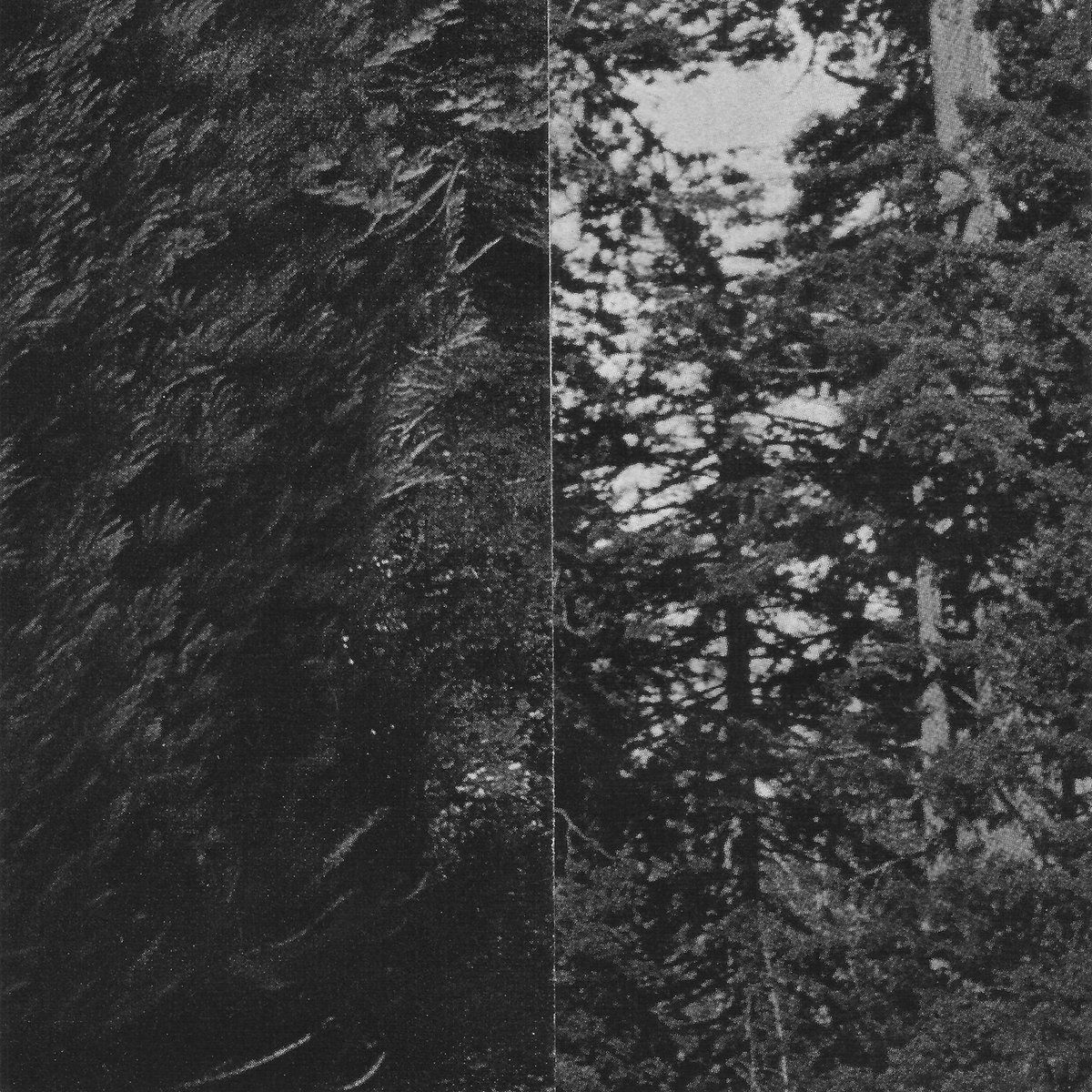 Album cover. Collage of two side by side photos depicting forestry textures